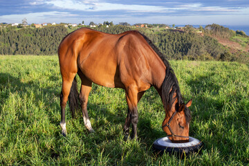 chestnut coloured horse eating in an individual feeding trough in the field. sunny morning. english...