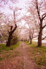 Pink Sakura or Cherry Blossom Tunnel around the banks of the Hinokinai River in Kakunodate, Akita, Japan - 日本 秋田県 角館 桧木内川堤 桜のトンネル