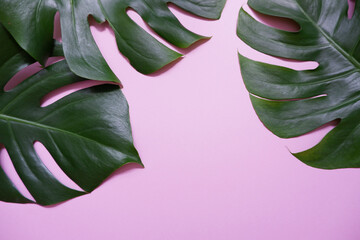 Green tropical palm leaves Monstera on pink background. Flat lay, top view. Tropical, summer concept green leaves composition.