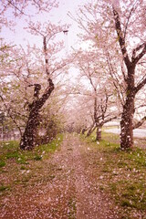Pink Sakura or Cherry Blossom Tunnel around the banks of the Hinokinai River in Kakunodate, Akita, Japan - 日本 秋田県 角館 桧木内川堤 桜のトンネル