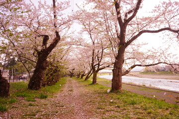 Pink Sakura or Cherry Blossom Tunnel around the banks of the Hinokinai River in Kakunodate, Akita, Japan - 日本 秋田県 角館 桧木内川堤 桜のトンネル