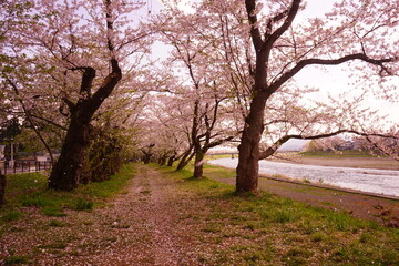 Pink Sakura or Cherry Blossom Tunnel around the banks of the Hinokinai River in Kakunodate, Akita, Japan - 日本 秋田県 角館 桧木内川堤 桜のトンネル