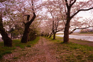 Pink Sakura or Cherry Blossom Tunnel around the banks of the Hinokinai River in Kakunodate, Akita, Japan - 日本 秋田県 角館 桧木内川堤 桜のトンネル