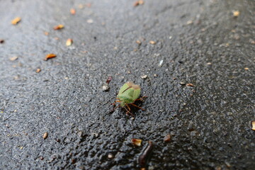 Bug. Type of bugs from the family of shield insects. Black-tailed predator. High quality photo