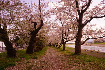 Pink Sakura or Cherry Blossom Tunnel around the banks of the Hinokinai River in Kakunodate, Akita, Japan - 日本 秋田県 角館 桧木内川堤 桜のトンネル