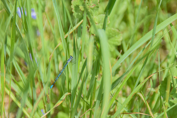 dragonfly on the grass