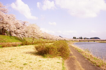 Pink Sakura or Cherry Blossom Tunnel around the banks of the Hinokinai River in Kakunodate, Akita, Japan - 日本 秋田県 角館 桧木内川堤 桜のトンネル