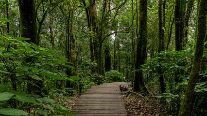 Path way through the  forest natural  tropical forest nature field, Relaxing with ecological environment, Wooden walking path through tropical rain forest.