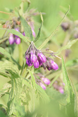 butterfly on lavender