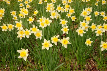 Fototapeta premium Yellow Narscissus or Daffodill Flower, Spring Image - 日本 花 黄色 水仙 