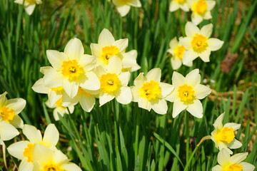 Yellow Narscissus or Daffodill Flower, Spring Image - 日本 花 黄色 水仙	 - obrazy, fototapety, plakaty