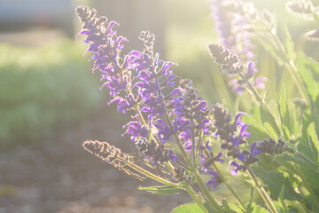 lavender flowers in the garden