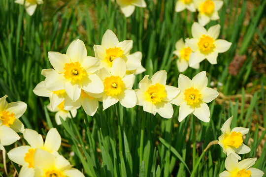 Yellow Narscissus or Daffodill Flower, Spring Image - 日本 花 黄色 水仙	