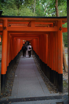 people going through torii gates at a shrine