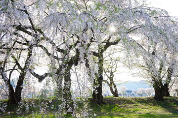 Pink Sakura or Cherry Blossom Tunnel around the banks of the Hinokinai River in Kakunodate, Akita, Japan - 日本 秋田県 角館 桧木内川堤 桜のトンネル