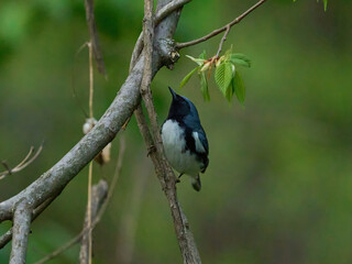 Black-throated blue warbler Lake Roland