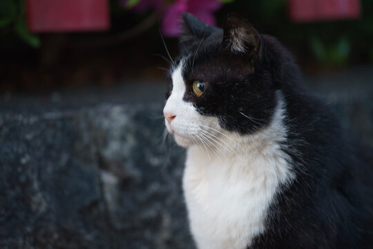 black and white cat