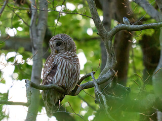 Barred owl with Blue-Gray Gnatcatcher raptor Lake Roland