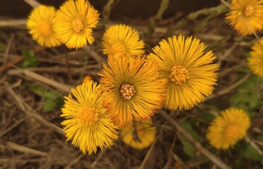 yellow dandelion flower