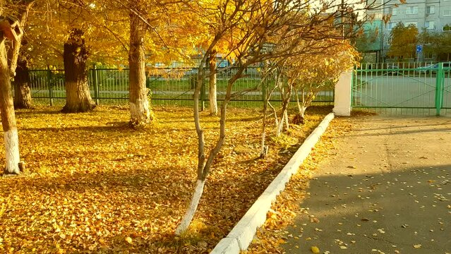 4k video, trees in a city autumn park and fallen golden-yellow leaves, on an asphalt road with a curb. Autumn scene in a city park against the background of a metal fence.