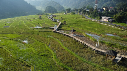 Beautiful rice field in Pakis Village, Kendal, Indonesia. Morning view  © Tyas Indayanti