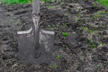 A shovel stuck in the ground. Preparatory work before planting in the garden. Selective focus