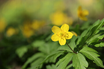 Spring flowers in a forest, yellow anemone buttercup in sunlight. Background with vivid colors of fairy nature