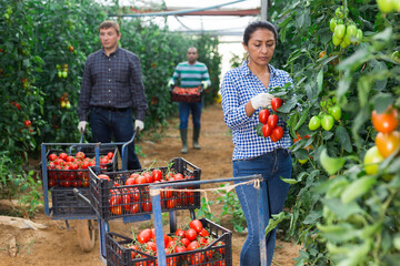 International farmer team harvesting red tomatoes in greenhouse