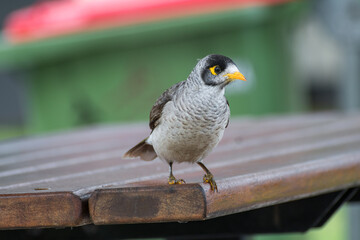 noisy miner bird on a park bench relaxing