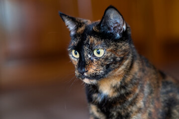 close up portrait of a tortoiseshell cat