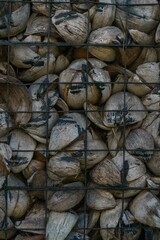 coconut wall background