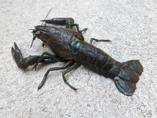 Black crayfish animal, small lobster crawling on the ground, freshwater crustaceans
