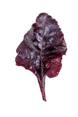 Freshly harvested red beetroot leaves on an isolated white background