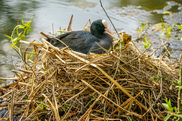 birds nest on the lake