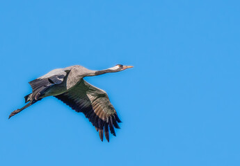 Der Kranich (Grus grus), auch Grauer Kranich oder Eurasischer Kranich