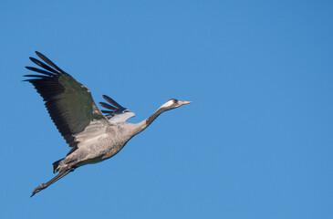 Der Kranich (Grus grus), auch Grauer Kranich oder Eurasischer Kranich