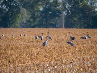 Der Kranich (Grus grus), auch Grauer Kranich oder Eurasischer Kranich