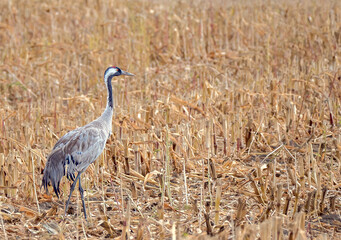 Der Kranich (Grus grus), auch Grauer Kranich oder Eurasischer Kranich