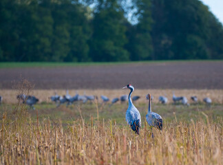 Der Kranich (Grus grus), auch Grauer Kranich oder Eurasischer Kranich