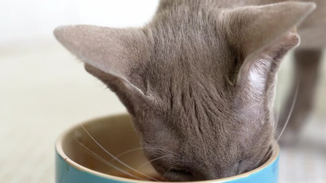 an Oriental cat eats food from a bowl. Siam-Oriental cat breed. cattery. pet products, feed and vitamins. veterinary clinic.