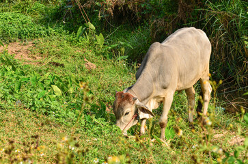 cows grazing in the field