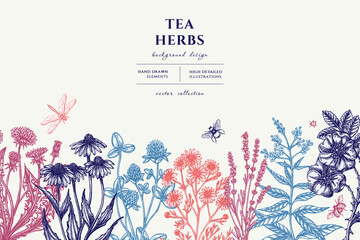 Tea herbs hand drawn illustration design. Background with vintage chamomile, cinnamon rose, etc. - obrazy, fototapety, plakaty