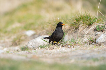 blackbird on the grass looking around