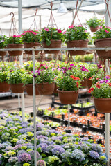 Blooming season in greenhouse with rows of flowers in blossom and pots with plants hang on racks. Growing greenery for indoor and outdoor decoration. Gardening industry and hothouse business concept