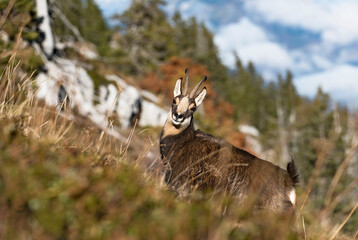 Chamois (Rupicapra rupicapra) mâle en novembre, Massif des Bauges. Alpes. France