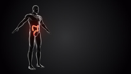 Obraz premium Human body with Large intestine.