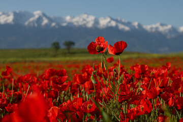 Poppy flowers close-up on a spring morning