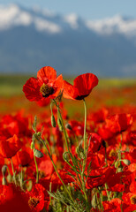 Poppy flowers close-up on a spring morning