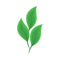 greenery leaves nature