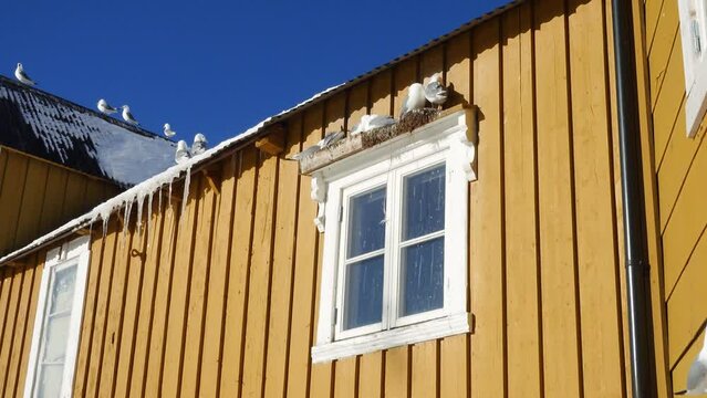 seagulls on a window of yellow wooden house